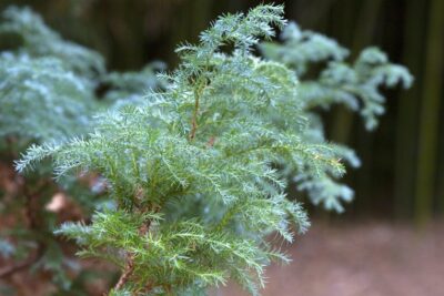 Cyprysik groszkowy SQUARROSA