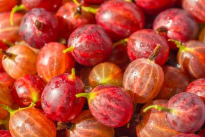 Agrest czerwony HINOMAKI ROT