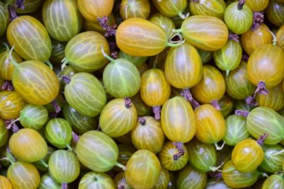 Agrest żółty HINOMAKI GELB