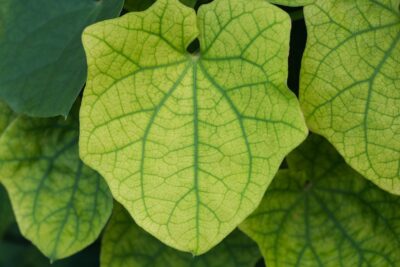 Brunnera wąskolistna DIANE'S GOLD