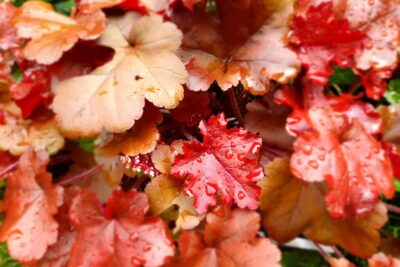 Żurawka heuchera ZIPPER