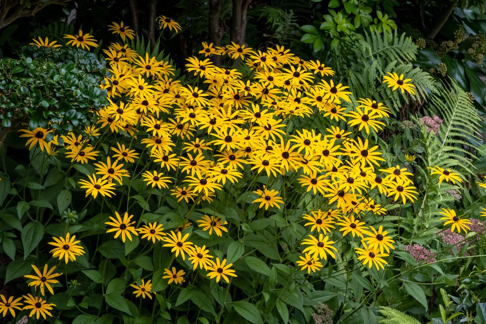Rudbekia błyskotliwa GOLDSTRUM - 2
