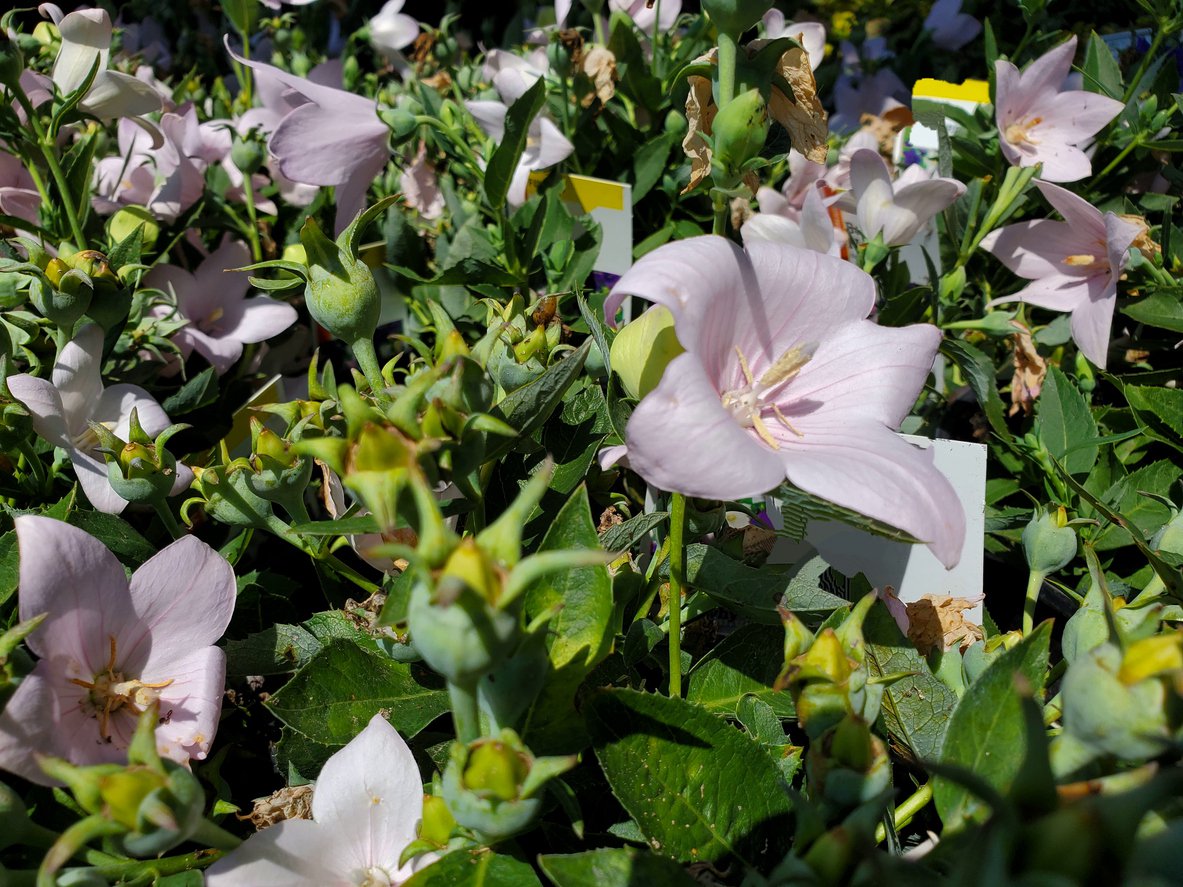 Rozwar wielkokwiatowy ASTRA ROSE - 3