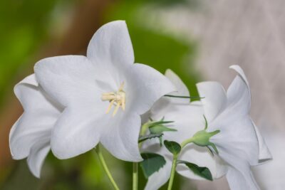 Rozwar wielkokwiatowy ASTRA WHITE