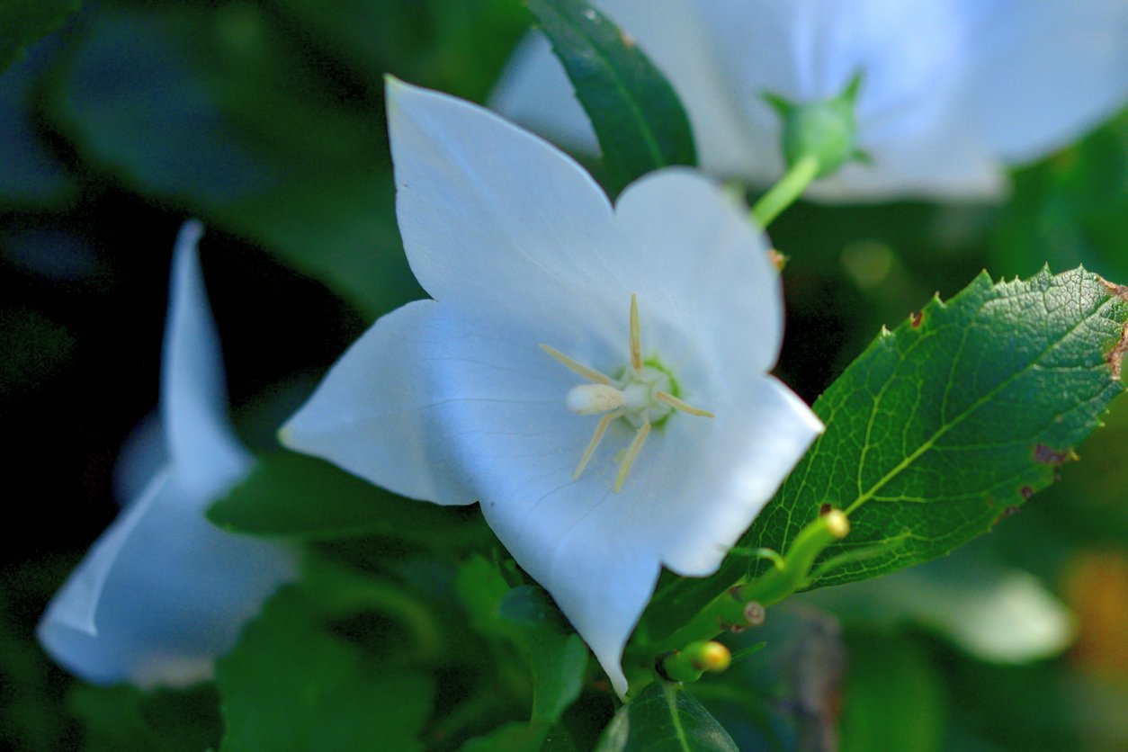 Rozwar wielkokwiatowy ASTRA WHITE - 2