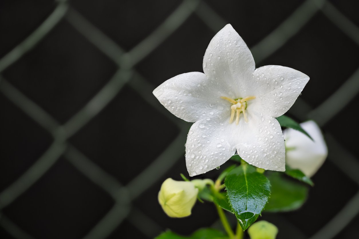 Rozwar wielkokwiatowy ASTRA WHITE - 3