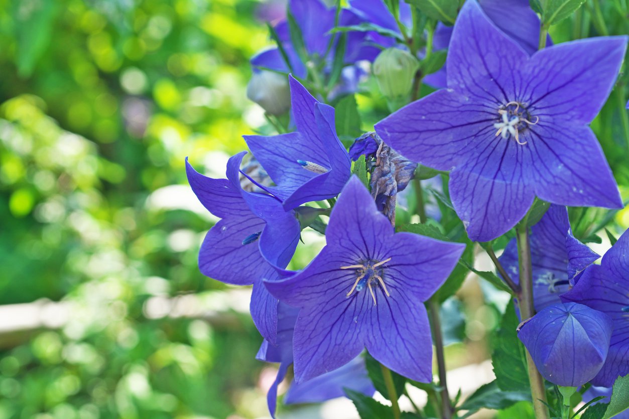 Rozwar wielkokwiatowy ASTRA BLUE w doniczce P13 - 3