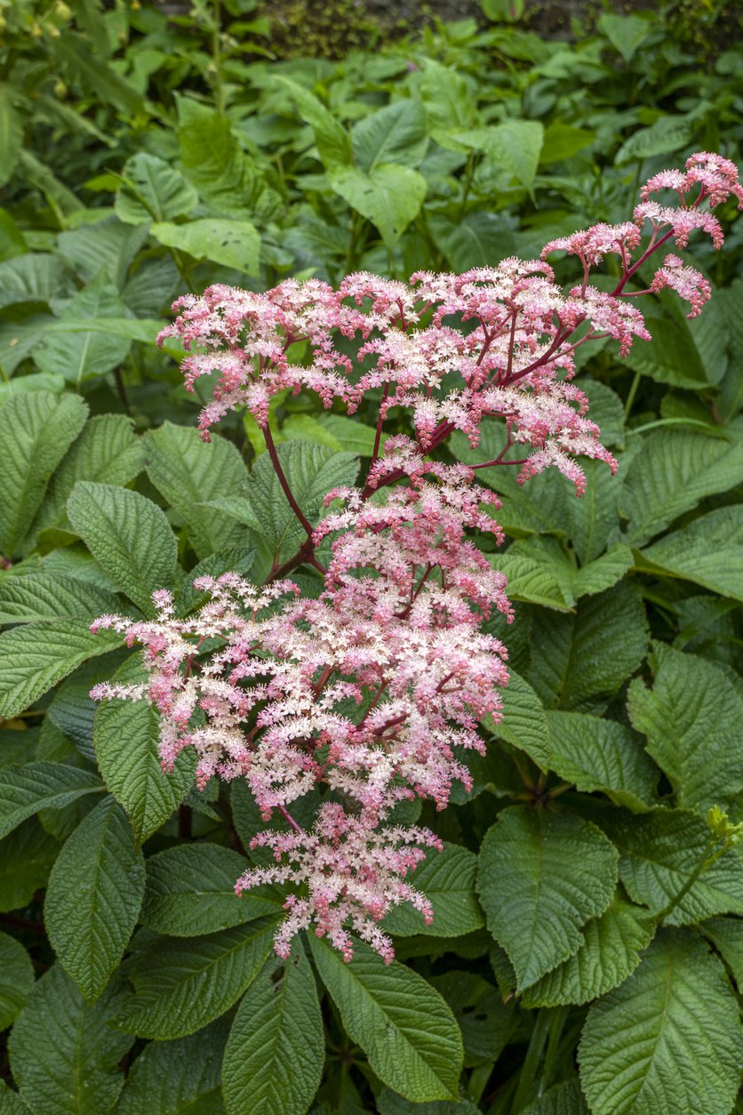 Rodgersja PIERZASTA - 2