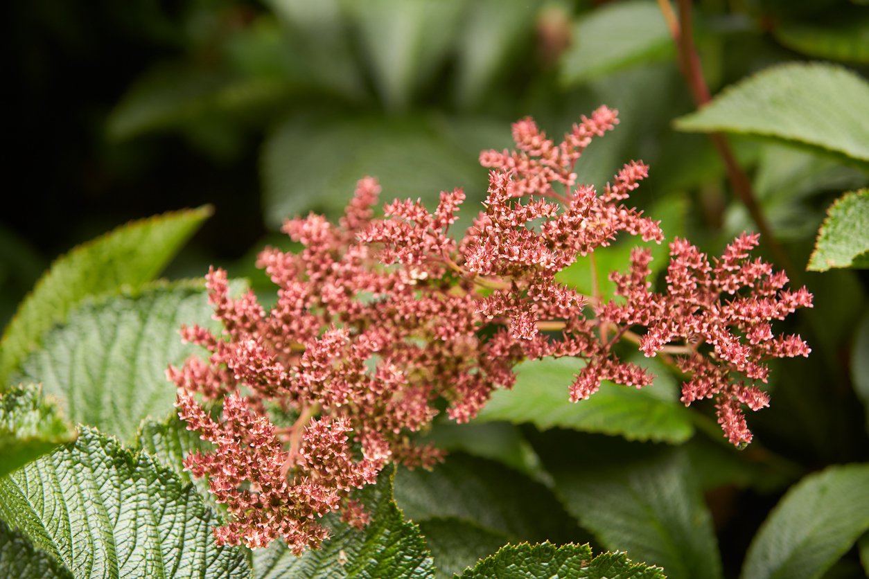 Rodgersja PIERZASTA - 3