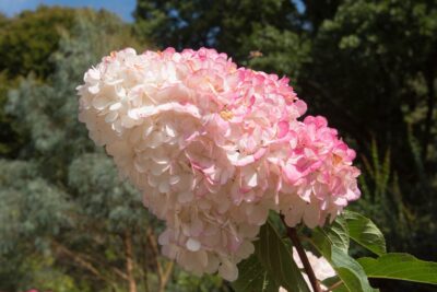 Hortensja bukietowa DIAMANT ROUGE