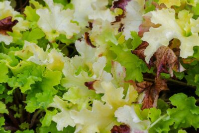 Żurawka LIME RUFFLES