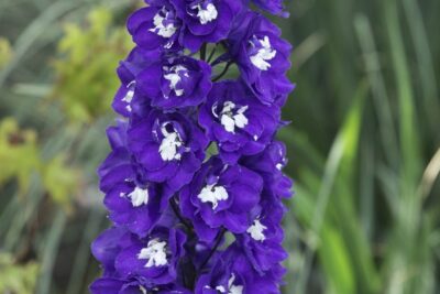 OSTRÓŻKA wyniosła DARK BLUE WHITE BEE