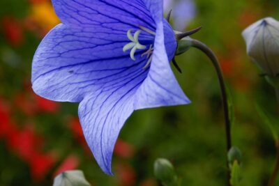 Rozwar wielkokwiatowy TWINKLE BLUE