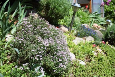 Macierzanka cytrynowa SILVER QUEEN