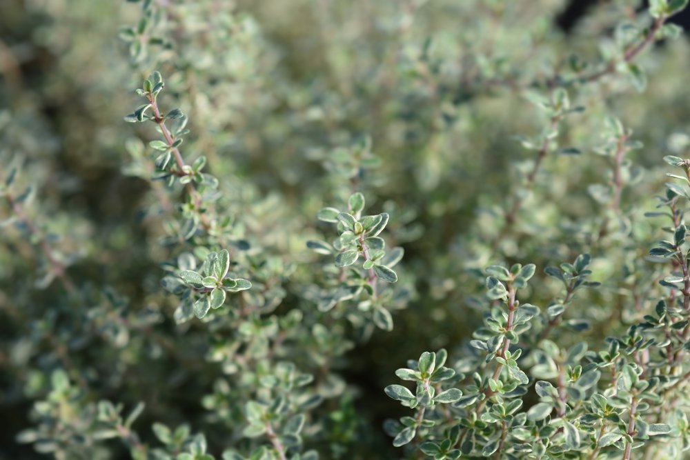 Macierzanka cytrynowa SILVER QUEEN