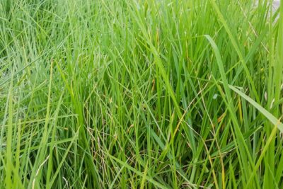 Trawa Turzyca Howardii PHOENIX GREEN