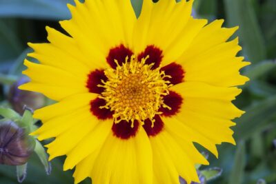 Nachyłek wielkokwiatowy ANDIAMO YELLOW