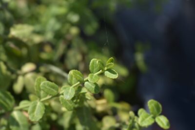 Trzmielina fortunei MINIMUS