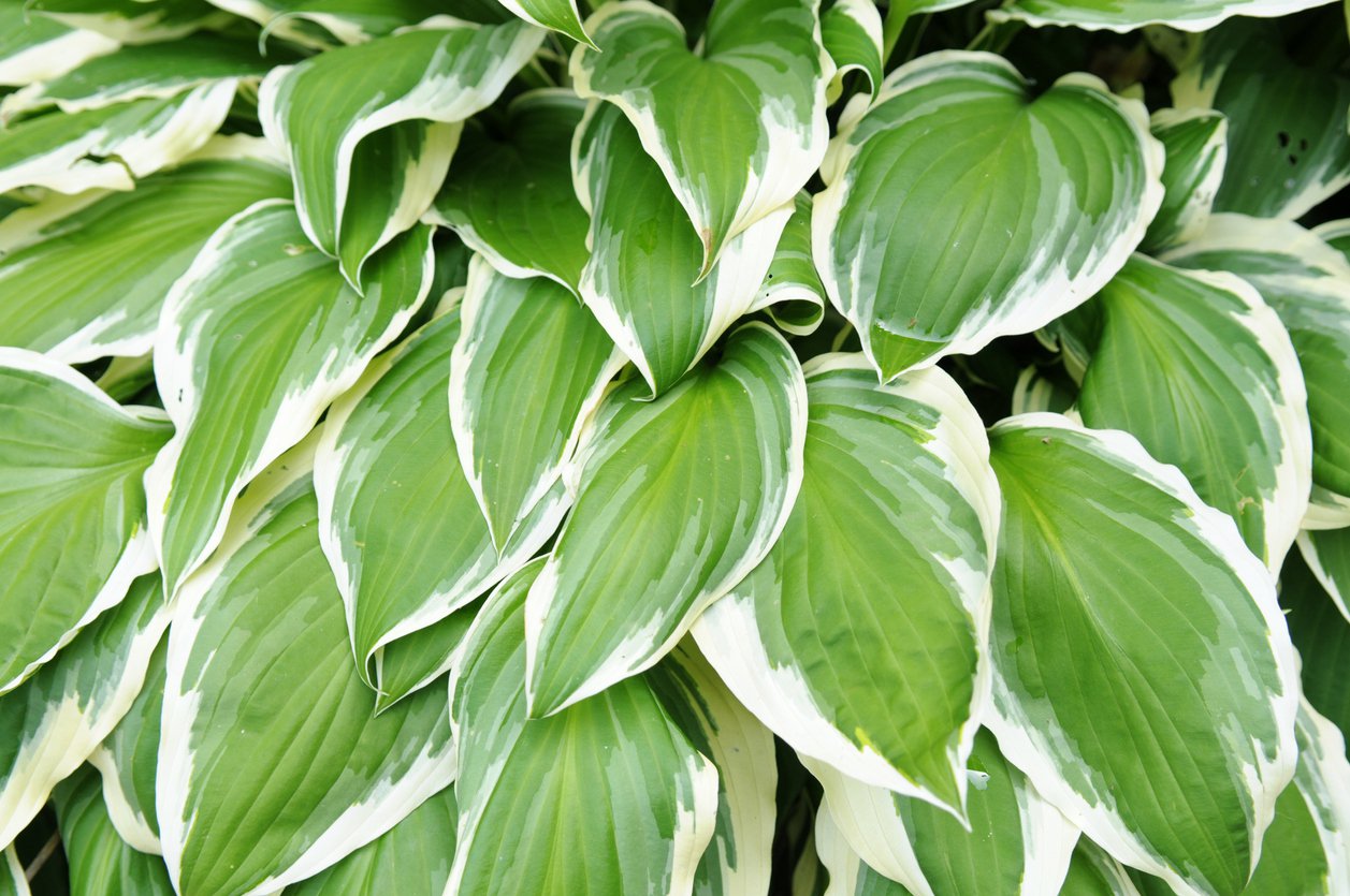 Funkia Hosta EMILY DICKINSON - 2