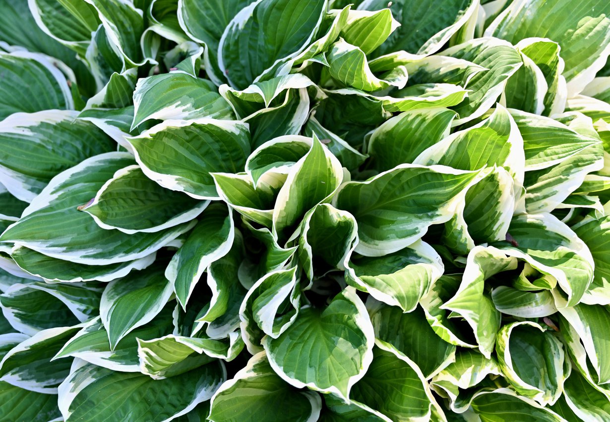 Funkia Hosta EMILY DICKINSON - 3
