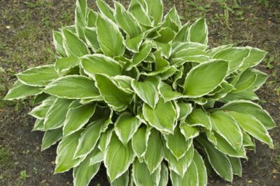 Funkia Hosta EMILY DICKINSON