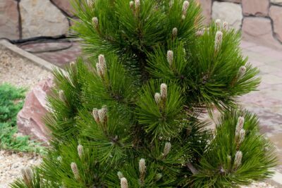 SOSNA BOŚNIACKA COMPACT GEM