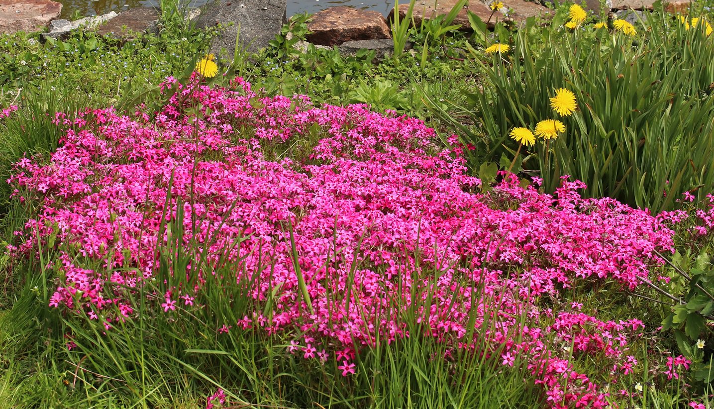 Płomyk Floks SCARLET'S FLAME - 3