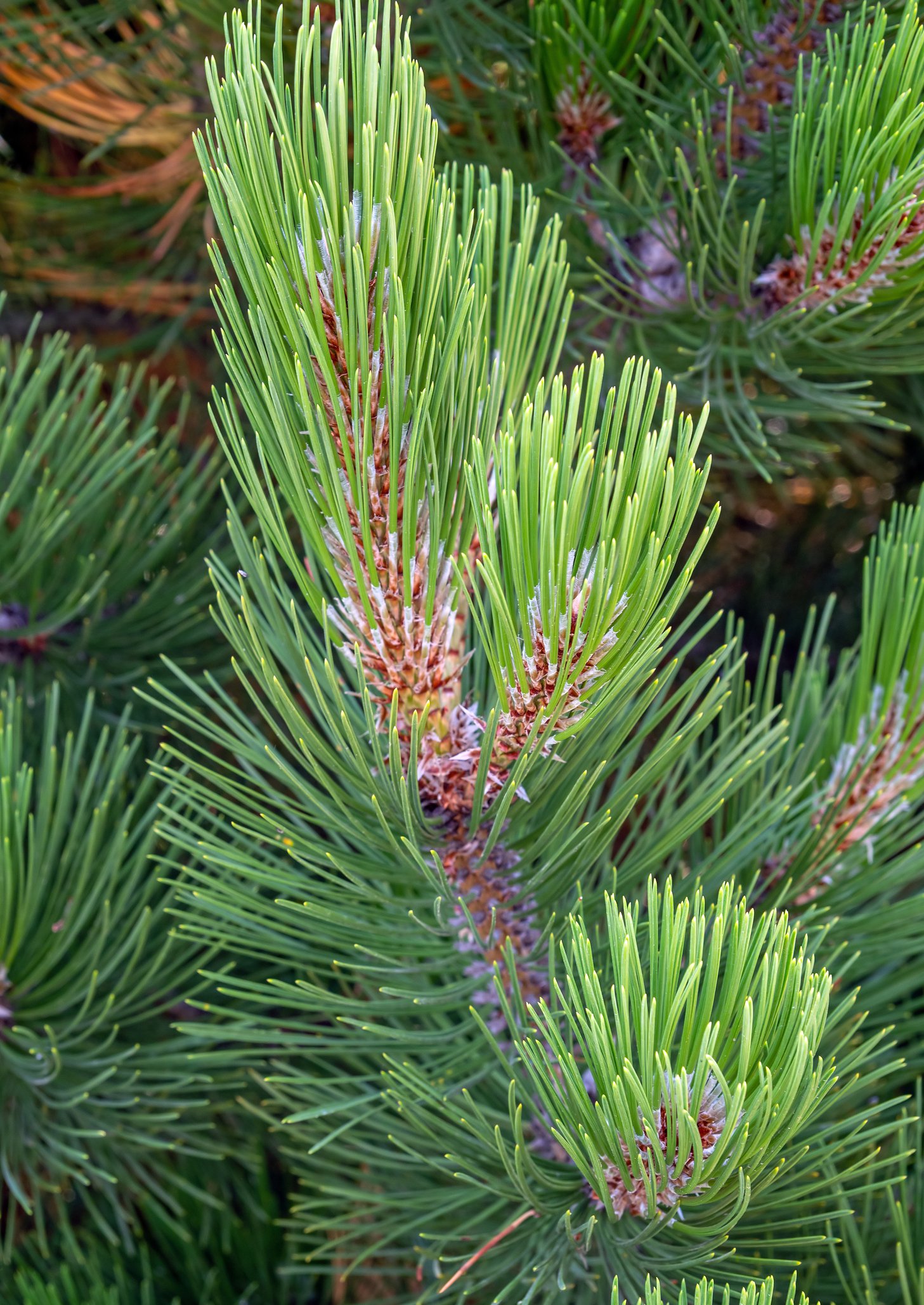 SOSNA BOŚNIACKA COMPACT GEM - 2