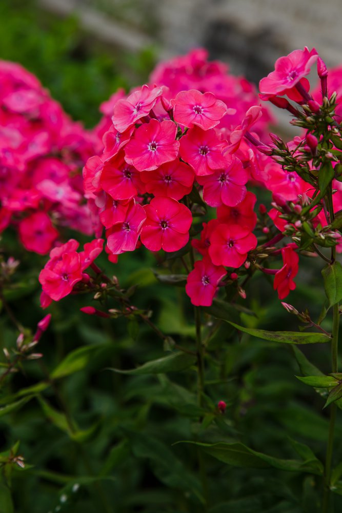 Płomyk Floks CHERRY RED - 2