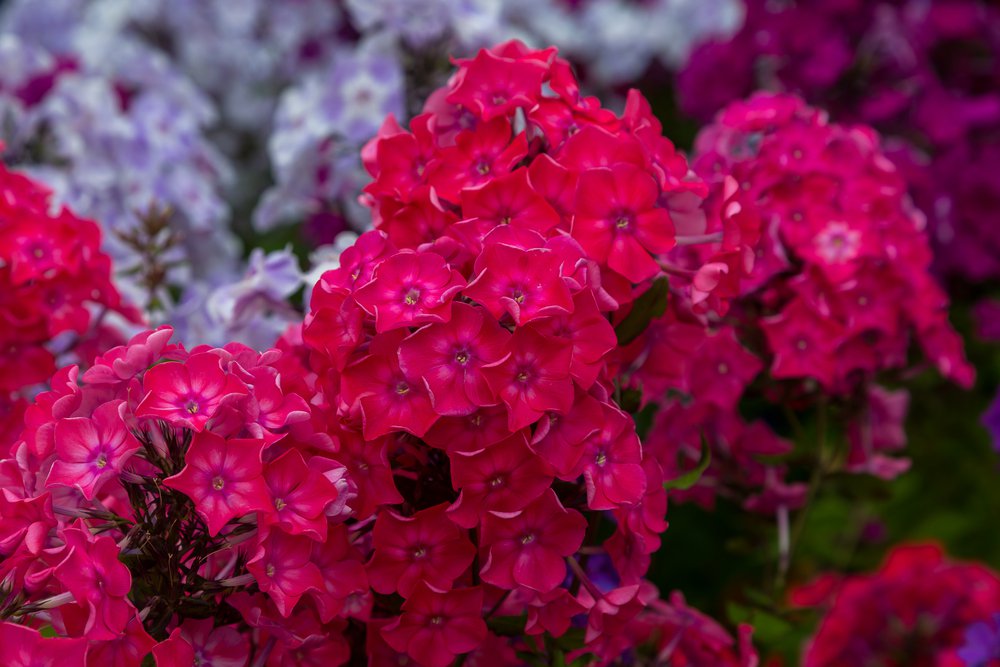 Płomyk Floks CHERRY RED - 3