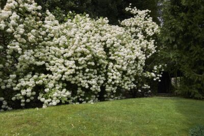 KALINA koralowa ROSEUM