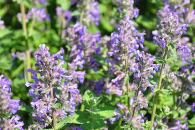 KALAMINTA MARVELETTE BLUE