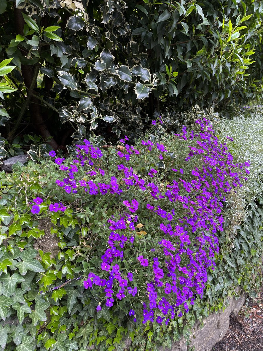 ŻAGWIN ogrodowy VIOLET WITH EYE