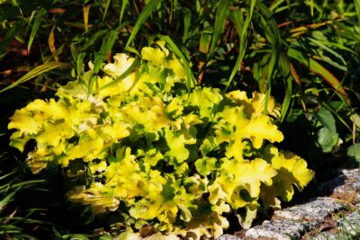 Żurawka LIME MARMALADE