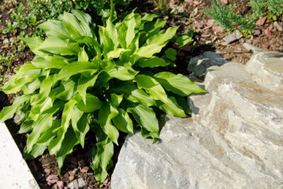 FUNKIA HOSTA LEMON LIME
