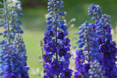 OSTRÓŻKA wyniosła DARK BLUE BLACK BEE