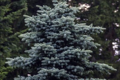 Świerk SREBRNY KŁUJĄCY