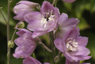 OSTRÓŻKA wyniosła ROSE WHITE BEE