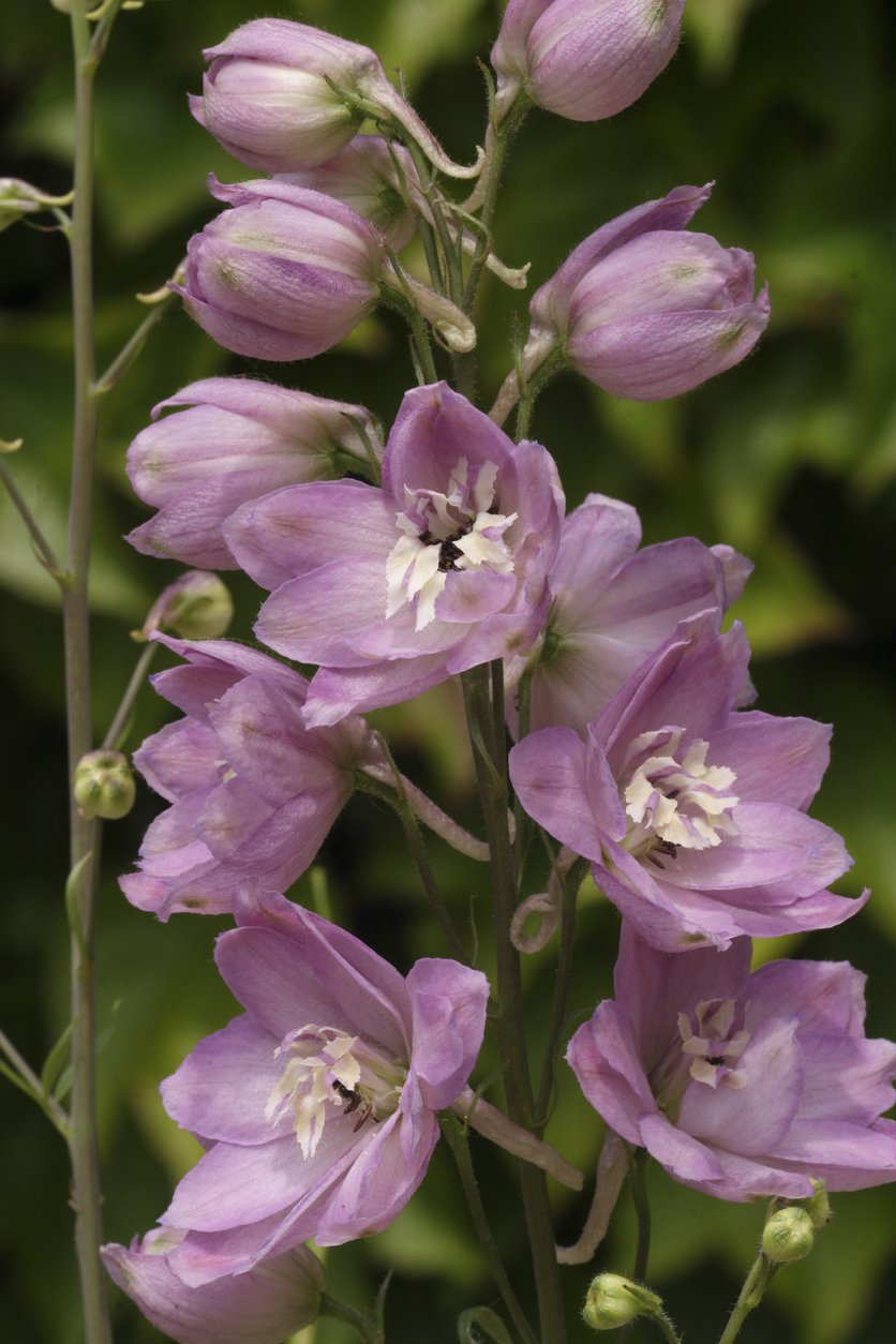 OSTRÓŻKA wyniosła ROSE WHITE BEE