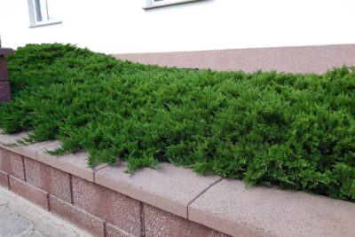 Jałowiec płożący WILTONII