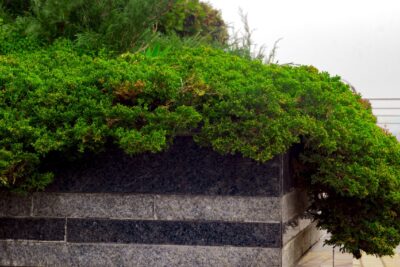 Jałowiec GREEN CARPET