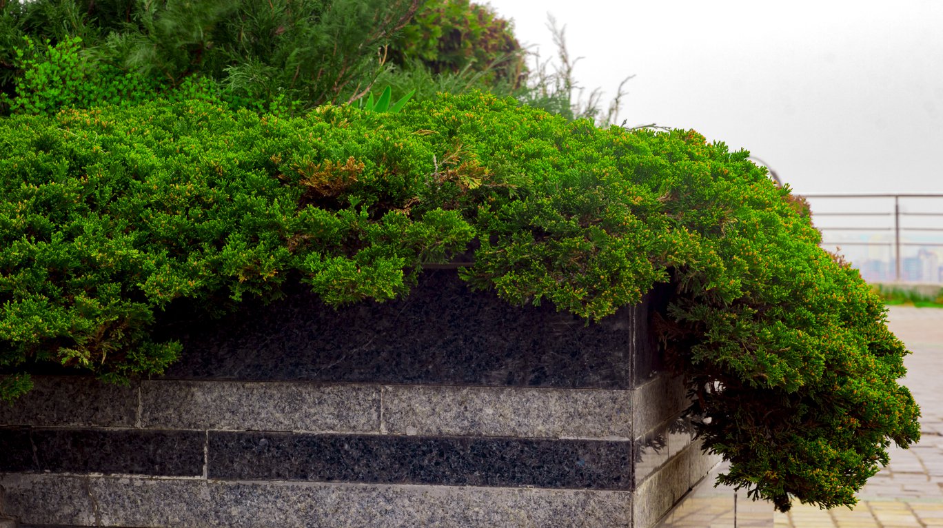Jałowiec GREEN CARPET