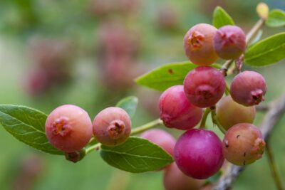 Borówka amerykańska RÓŻOWA PINK LEMONADE 3-letnia