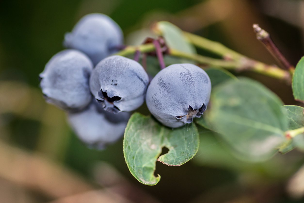 Borówka amerykańska POPPINS 3-letnia doniczka - 3