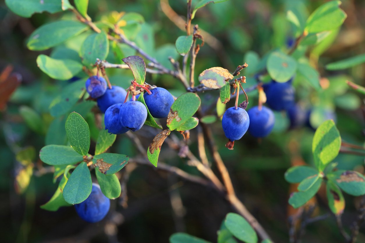 Jagoda kamczacka WOJTEK 60 cm doniczka - 2