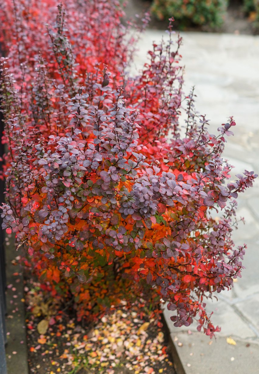 Berberys Thunberga HELMOND PILLAR - 3