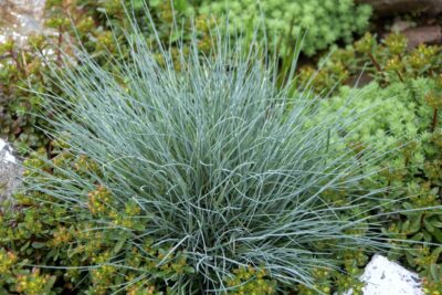 Trawa KOSTRZEWA popielata EISVOGEL