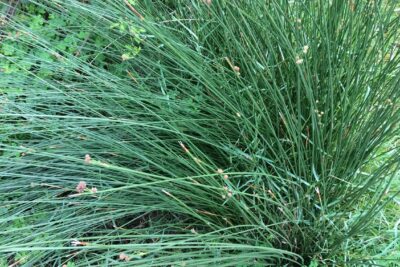 Trawa KOSTRZEWA popielata INTENSE BLUE