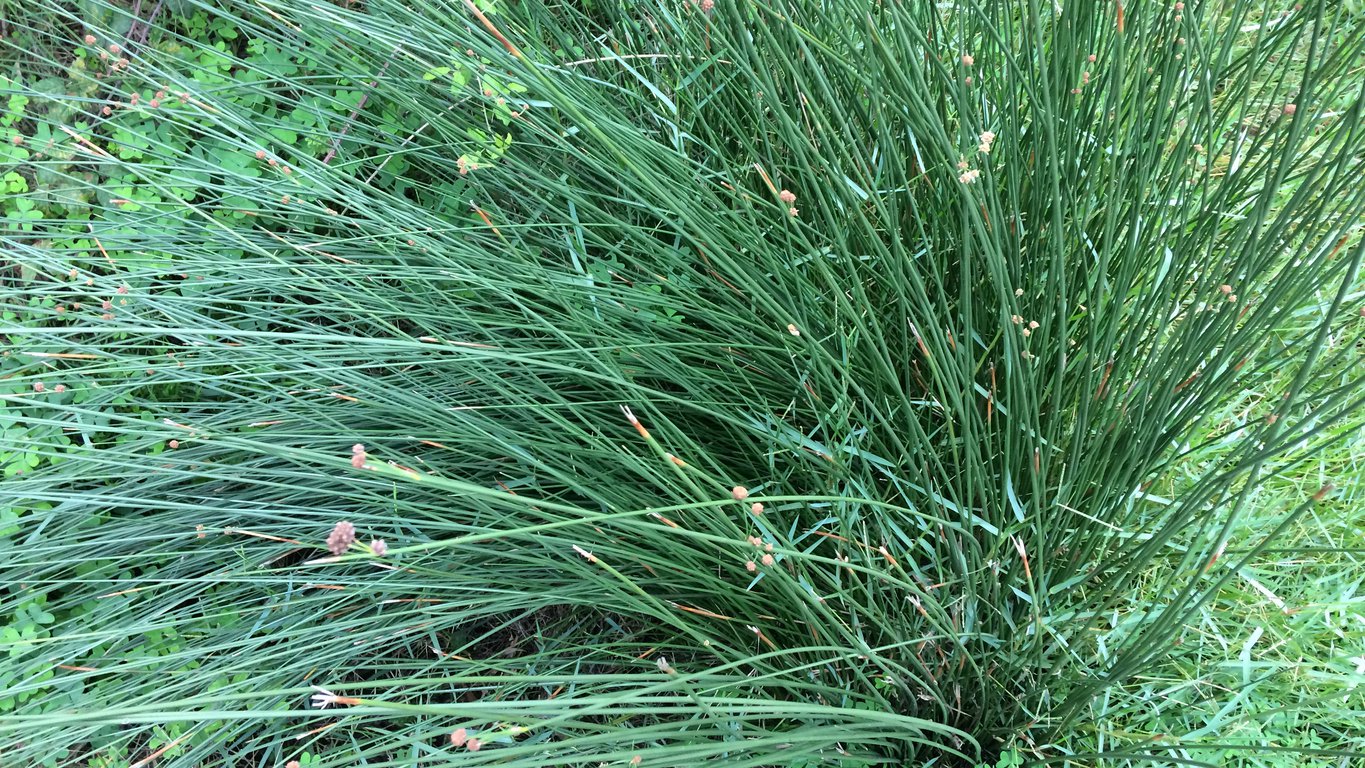 Trawa KOSTRZEWA popielata INTENSE BLUE