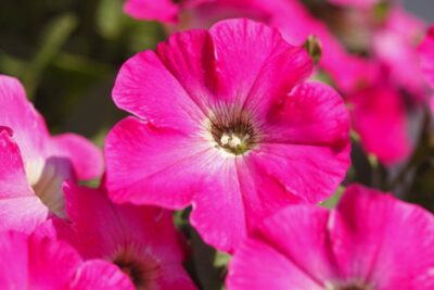 Płomyk Floks szydlasty ROT PINK